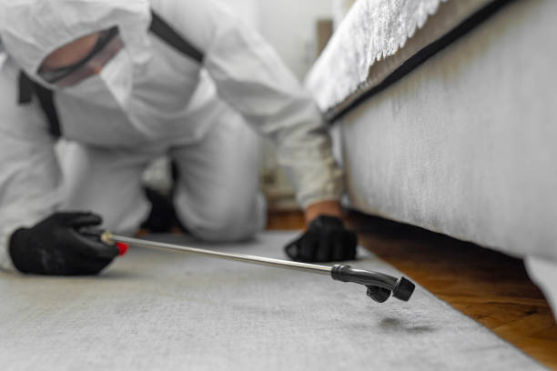Professional Bed Bug Control technician working in Guilford Center, CT